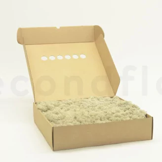 Preserved Reindeer Moss Cream (Box)