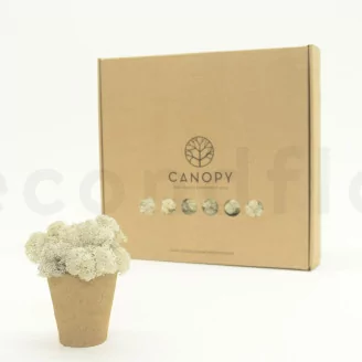 Preserved Reindeer Moss Cream (Box)