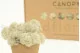 Preserved Reindeer Moss Cream (Box) 5
