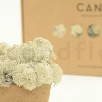 Preserved Reindeer Moss Cream (Box)