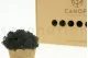 Preserved Reindeer Moss Black (Box) 3