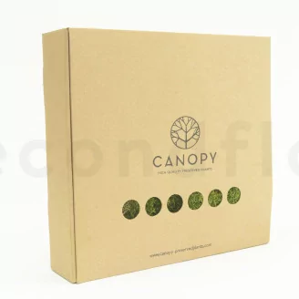 Preserved Sheet Moss (Box)
