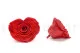 Preserved Heart-Shaped Rose XXL Red 4