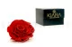 Preserved Mandala Rose XXL Red 5