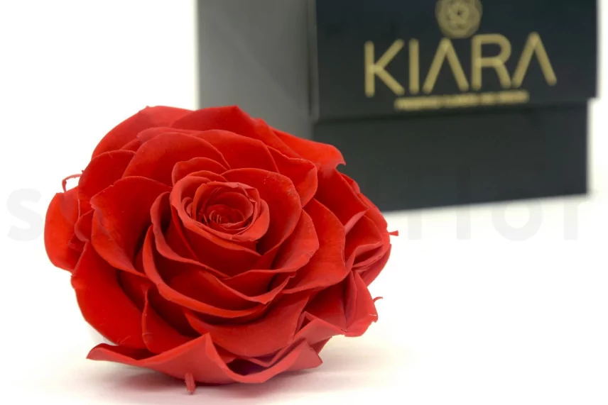 Preserved Mandala Rose XXL Red