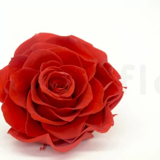 Preserved Mandala Rose XXL Red
