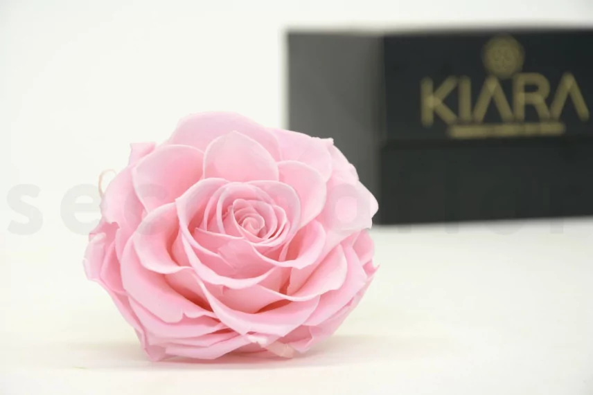 Preserved Mandala Rose XXL Pink