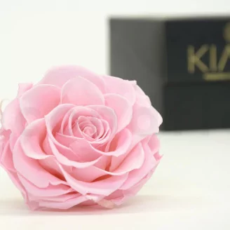 Preserved Mandala Rose XXL Pink