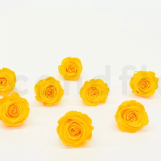 Preserved Rose L Sunny Yellow (set of 8)