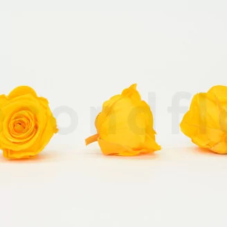 Preserved Rose L Sunny Yellow (set of 8)