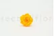 Preserved Rose L Sunny Yellow (set of 8) 5
