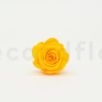 Preserved Rose L Sunny Yellow (set of 8)