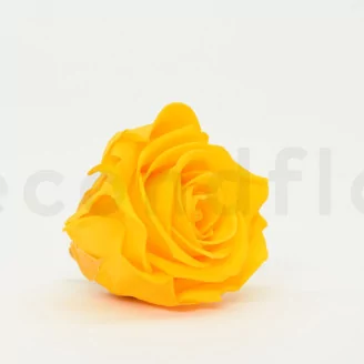 Preserved Rose L Sunny Yellow (set of 8)