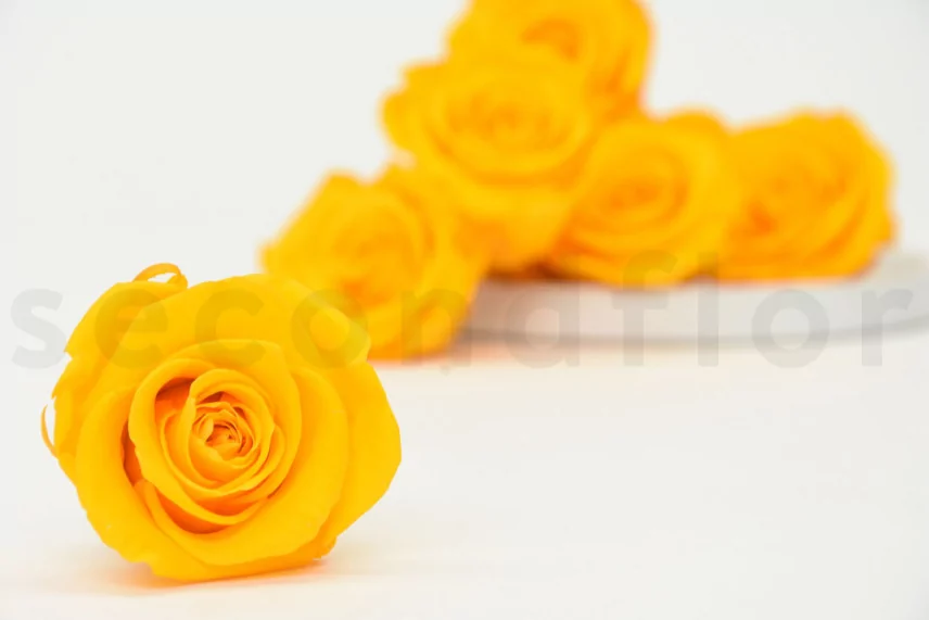 Preserved Rose L Sunny Yellow (set of 8)