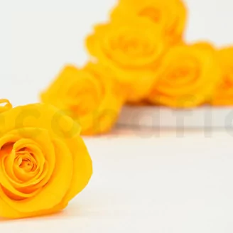 Preserved Rose L Sunny Yellow (set of 8)