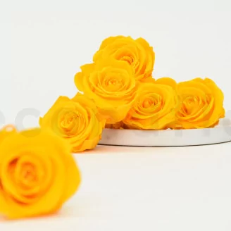 Preserved Rose L Sunny Yellow (set of 8)