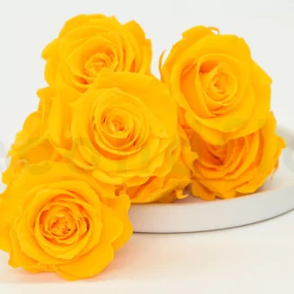 Preserved Rose L Sunny Yellow (set of 8)