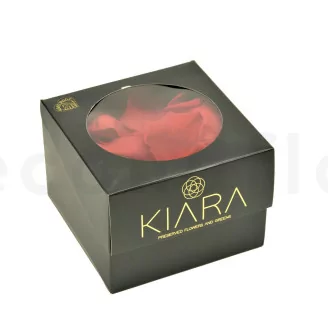 Preserved Rose Petal Red