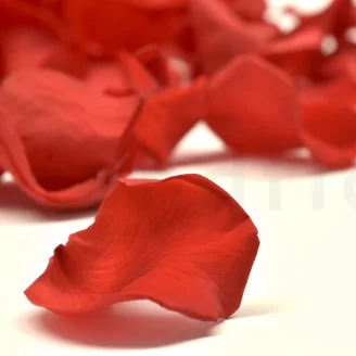 Preserved Rose Petal Red