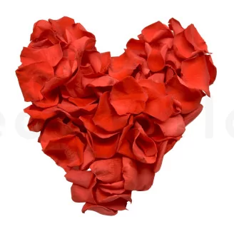 Preserved Rose Petal Red