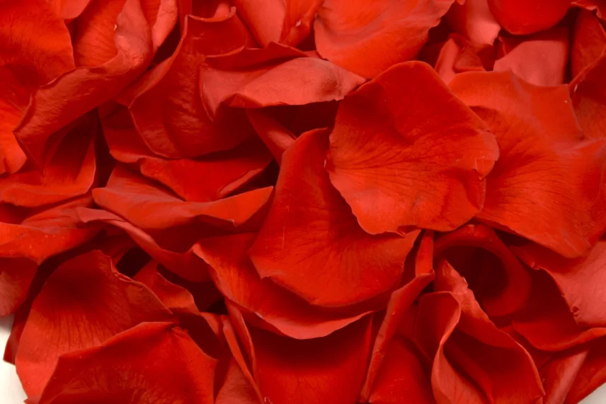 Preserved Rose Petal Red