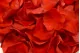 Preserved Rose Petal Red 1