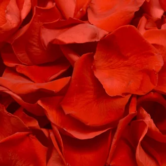 Preserved Rose Petal Red