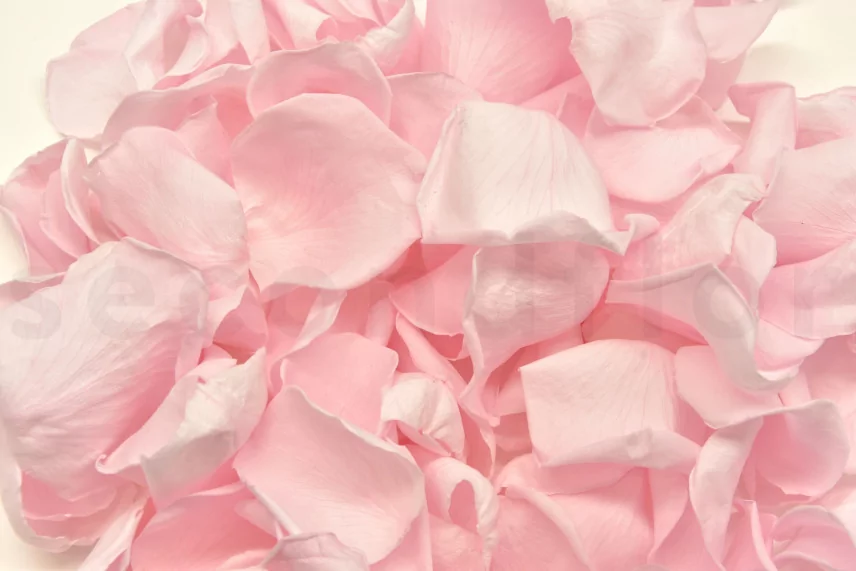 Preserved Rose Petal Bridal Pink