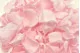Preserved Rose Petal Bridal Pink 1