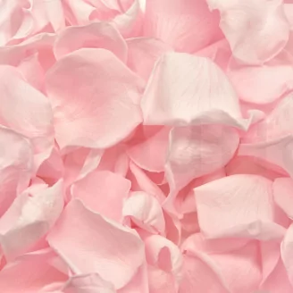 Preserved Rose Petal Bridal Pink