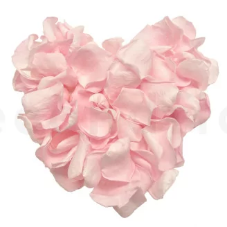 Preserved Rose Petal Bridal Pink