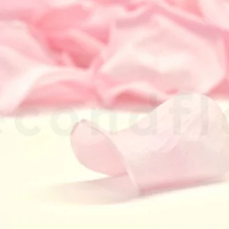 Preserved Rose Petal Bridal Pink