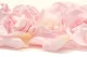 Preserved Rose Petal Bridal Pink 5