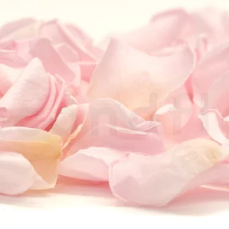 Preserved Rose Petal Bridal Pink