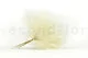 Preserved Mountain Fern White 9