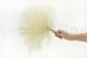 Preserved Mountain Fern White 4