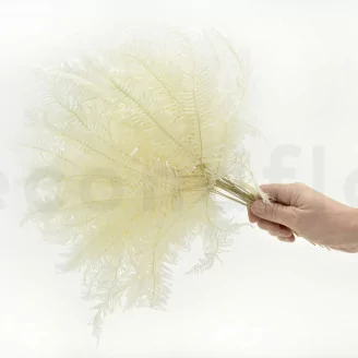 Preserved Mountain Fern White