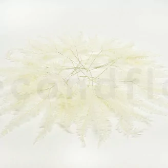 Preserved Mountain Fern White