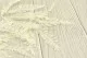 Preserved Mountain Fern White 5