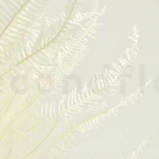 Preserved Mountain Fern White
