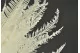 Preserved Mountain Fern White 10