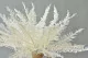 Preserved Mountain Fern White 8
