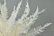 Preserved Mountain Fern White 2