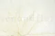 Preserved Mountain Fern White 12
