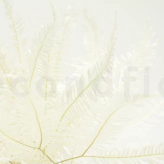 Preserved Mountain Fern White
