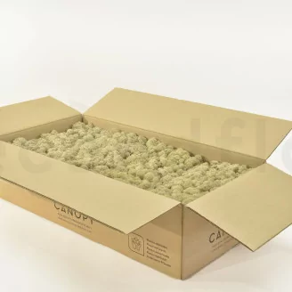 Preserved Reindeer Moss Cream (Bulk Box)