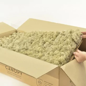 Preserved Reindeer Moss Cream (Bulk Box)