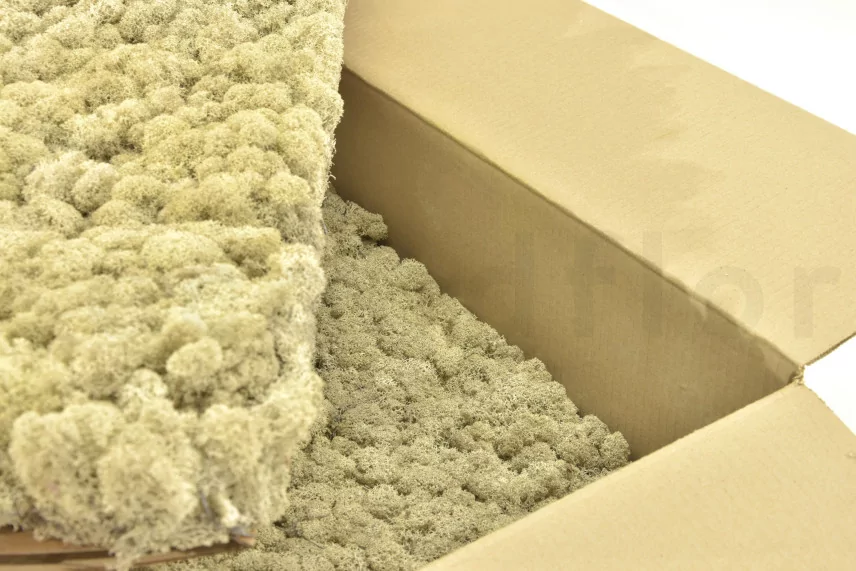Preserved Reindeer Moss Cream (Bulk Box)