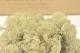 Preserved Reindeer Moss Cream (Bulk Box) 11