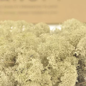 Preserved Reindeer Moss Cream (Bulk Box)